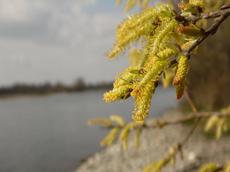 Fiore 7 da determinare - Salix sp